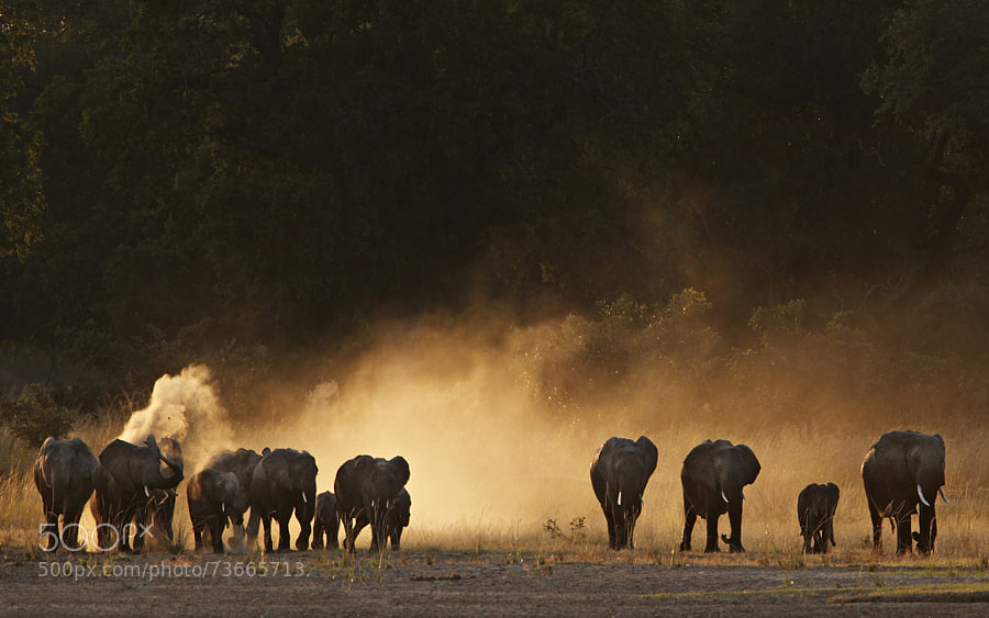 Photograph Elephants by Stephan Tuengler on 500px