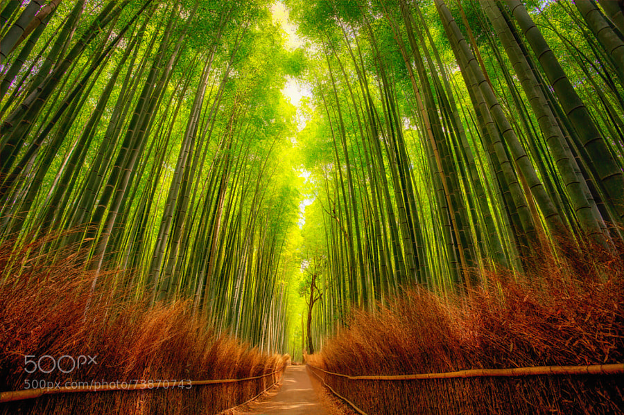Photograph bamboo forest by Rolf Hartbrich on 500px