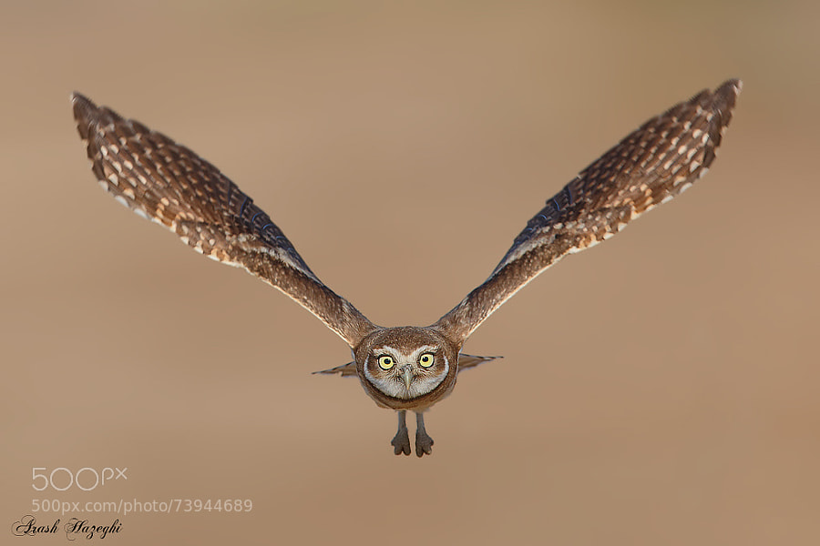 Photograph The Dinsey owl in technicolor by Ari Hazeghi on 500px