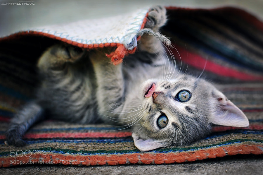 Cat photography -Photograph Play with me by Zoran Milutinovic on 500px