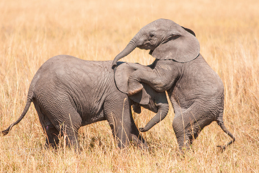 baby elephant - Photograph Kids at play by Bob Pietrowski on 500px