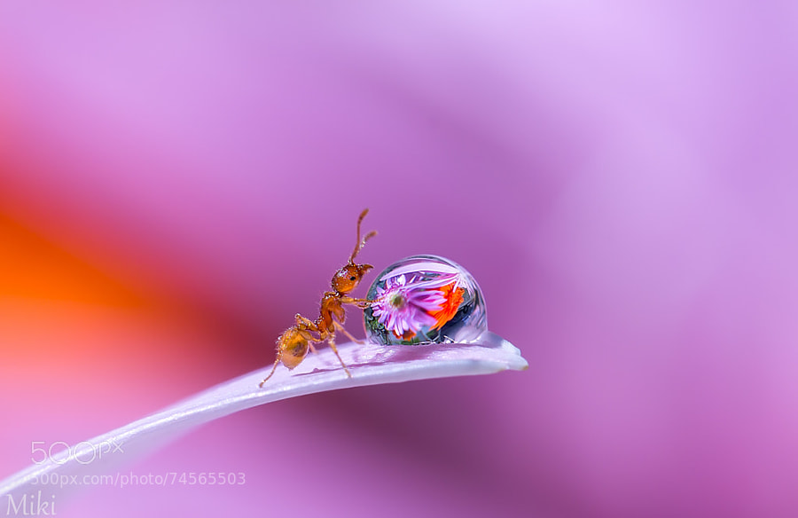 Photograph How lucky am I ! by Miki Asai on 500px