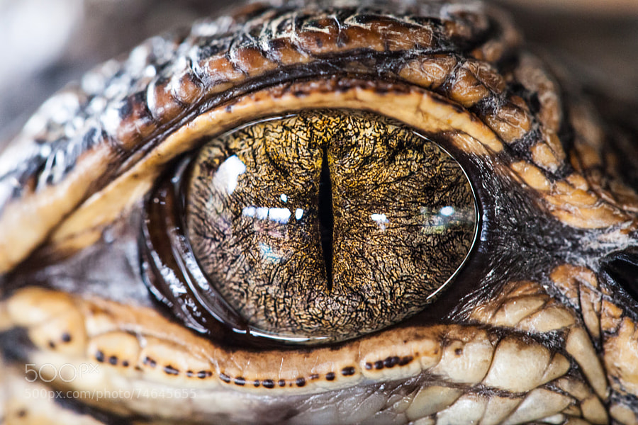 Photograph Gator Eye by Christopher Radlinger on 500px