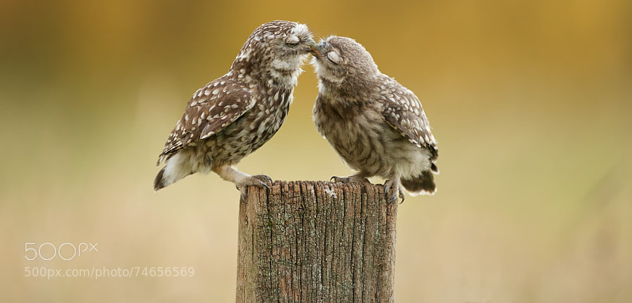 Photograph little kiss by Mark Bridger on 500px