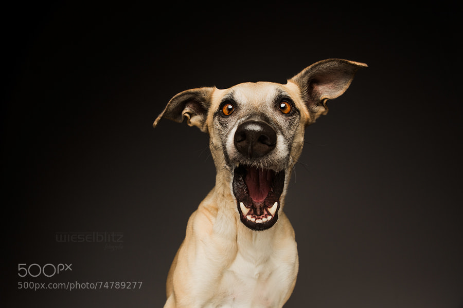 Photograph "You are NOT my mother?" by Elke Vogelsang on 500px