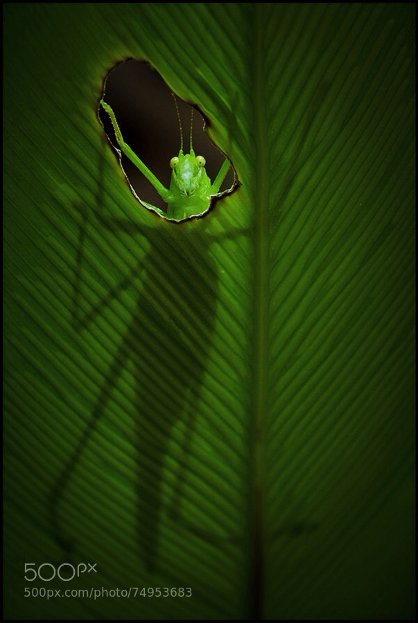 Photograph The Katydid Redux by Steve Passlow on 500px