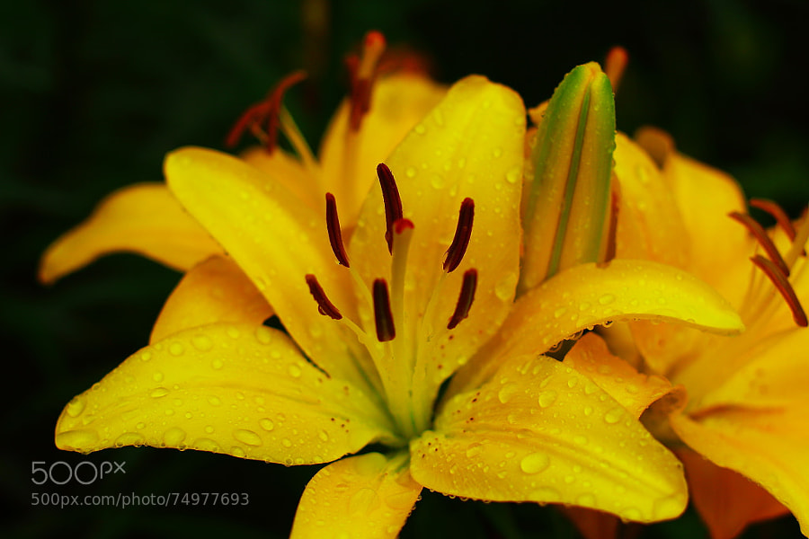 Photograph Yellow Lilies in the Rain by Jeff Carter on 500px
