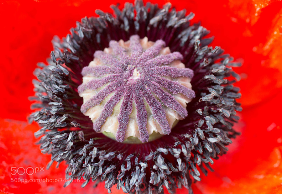 Photograph It is not a cake but inside a flower :) by Aziz Nasuti on 500px