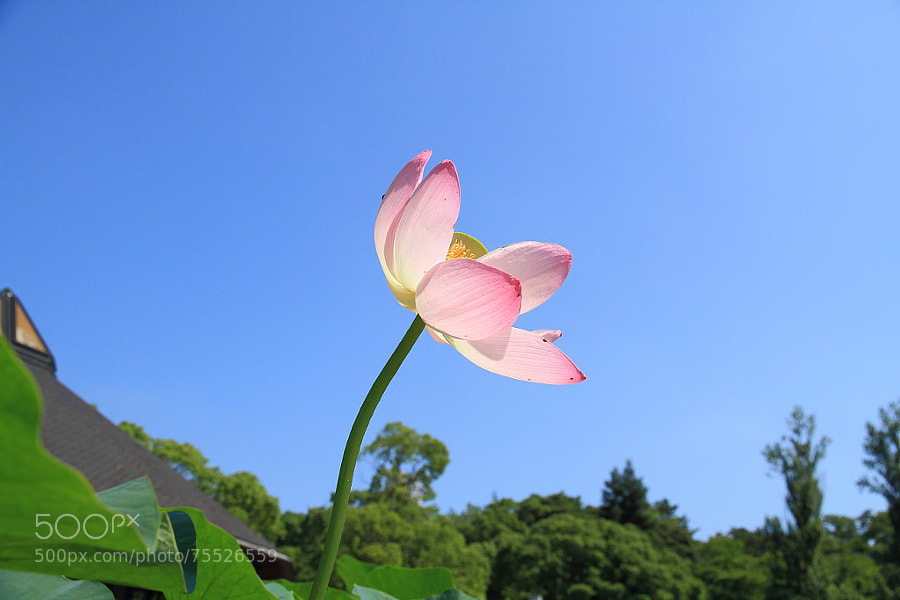 Photograph Blue and Pink by Yasunori Tomori on 500px