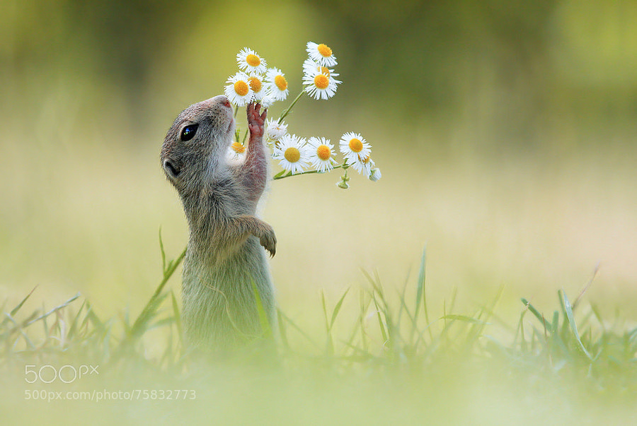 Photograph Let me have a Smell first by Julian Rad on 500px
