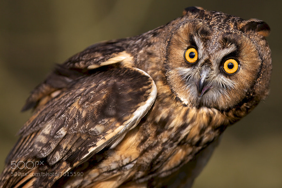 Photograph grumpy old owl by Mark Bridger on 500px