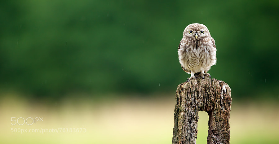 Photograph feed me! by Mark Bridger on 500px