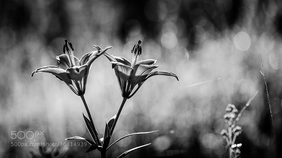 Photograph Lilies (bw) by Laurens Kaldeway on 500px