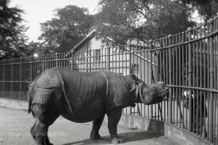 Photograph Rhino without a horn - London Zoo by Century of  Photography on 500px