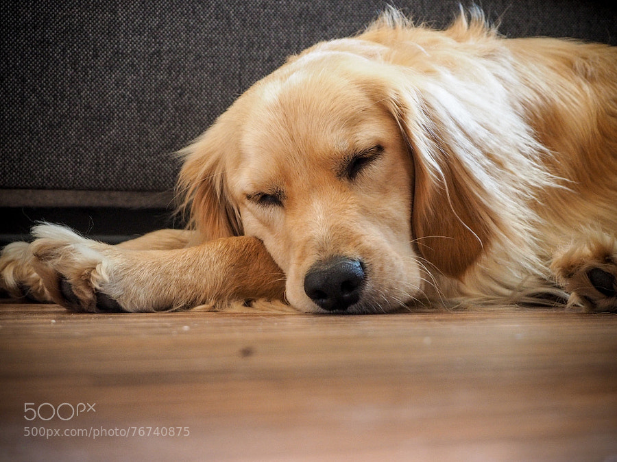 Photograph peaceful dog by Peter Molnar on 500px