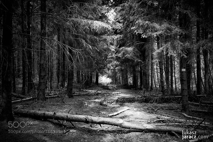Photograph Forest by Lukas Jaracz on 500px