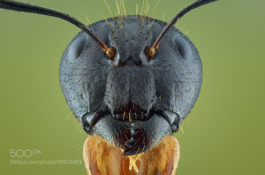 Photograph Yellow Ant (Camponotus consobrinus) by Yudy Sauw on 500px