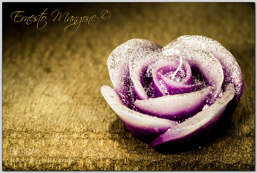 Photograph Rose wax by Ernesto Mangone on 500px