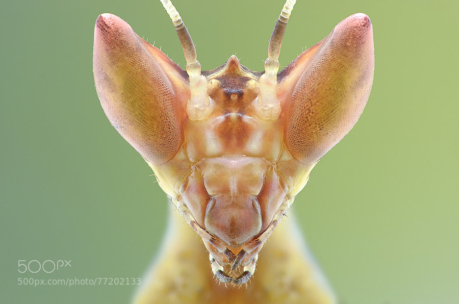 Photograph Mantis by Yudy Sauw on 500px