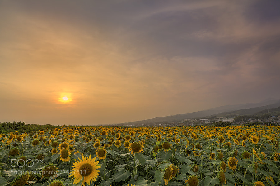 Photograph It's Summer Flower by Ginji Fukasawa on 500px