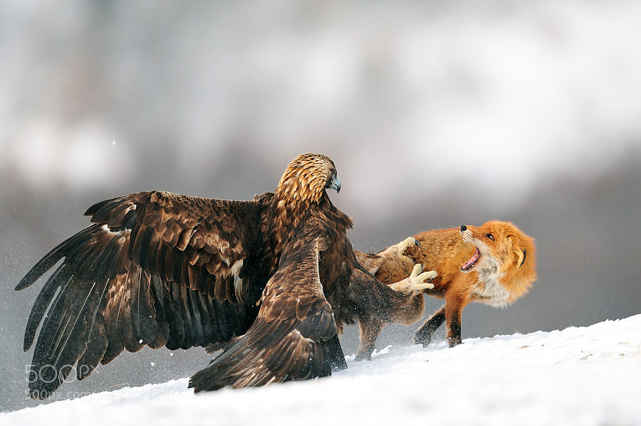 Photograph Golden eagle having a discussion with Red fox by Yves Adams on 500px