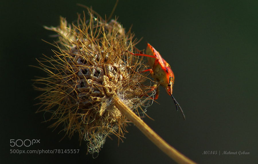 Photograph tiny insects by Mehmet Çoban on 500px