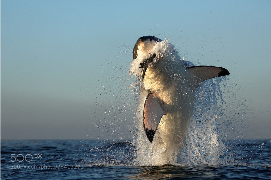 Photograph White Shark Hunting by Alfred Weissenegger on 500px