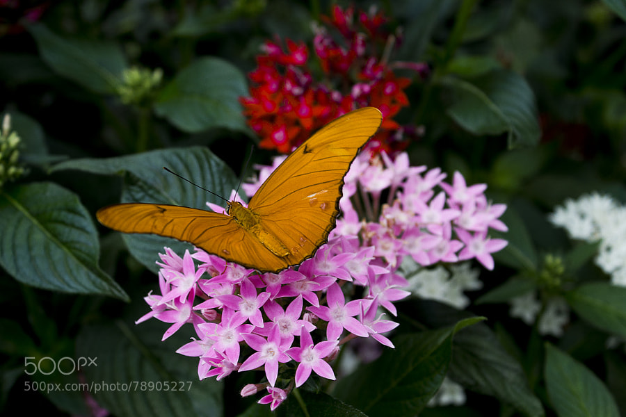 Photograph Butterfly in the Garden by Jeff Carter on 500px