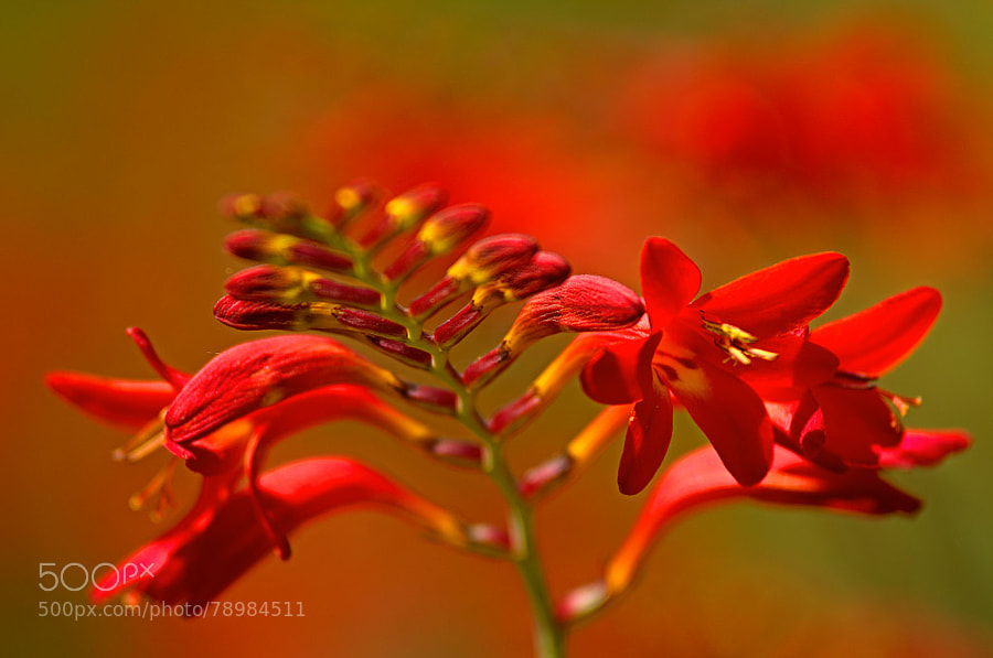 Photograph crocosmia by paul andrews on 500px