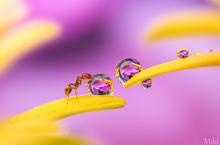 Photograph A walk by Miki Asai on 500px