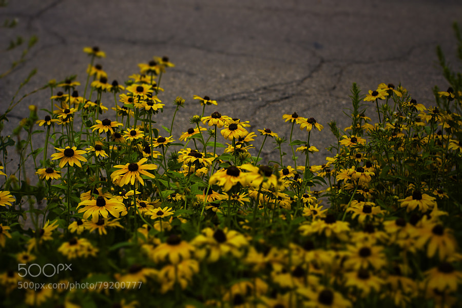 Photograph Black Eyed Susans by Jeff Carter on 500px