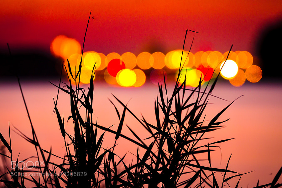 Photograph Grass and Lights by Marc Braner on 500px