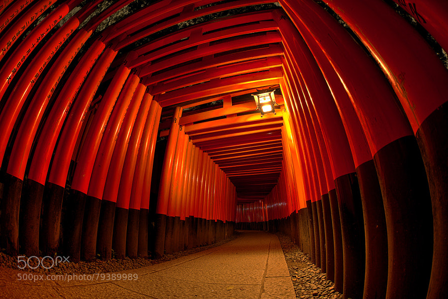 Photograph Japanese Red!!! in Kyoto by Ginji Fukasawa on 500px