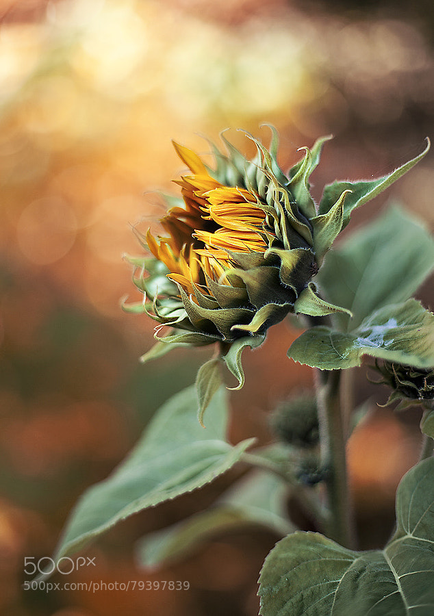 Photograph Autumn sunflower by Anna Karin Pålsson on 500px