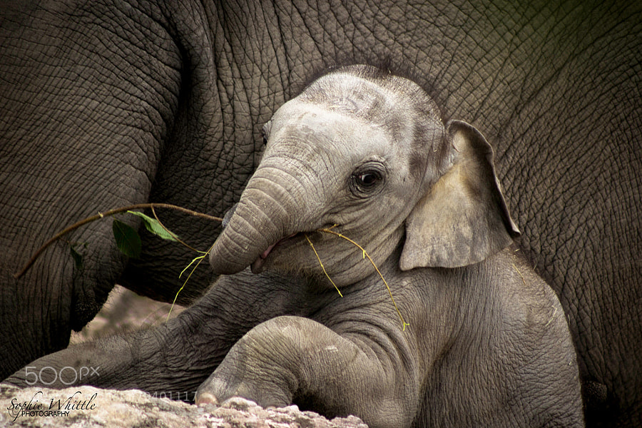 baby elephant - Photograph Cheeky Elephant by Sophie  on 500px