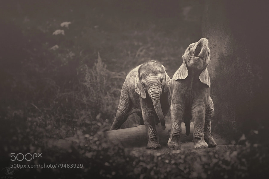 baby elephant - Photograph African souls: X by Manuela Kulpa on 500px