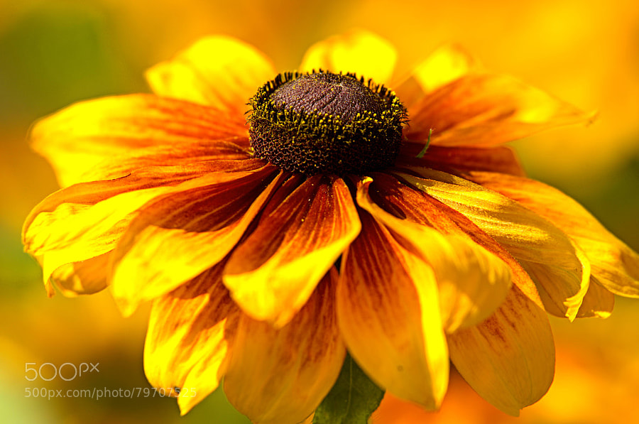 Photograph rudbeckia by paul andrews on 500px
