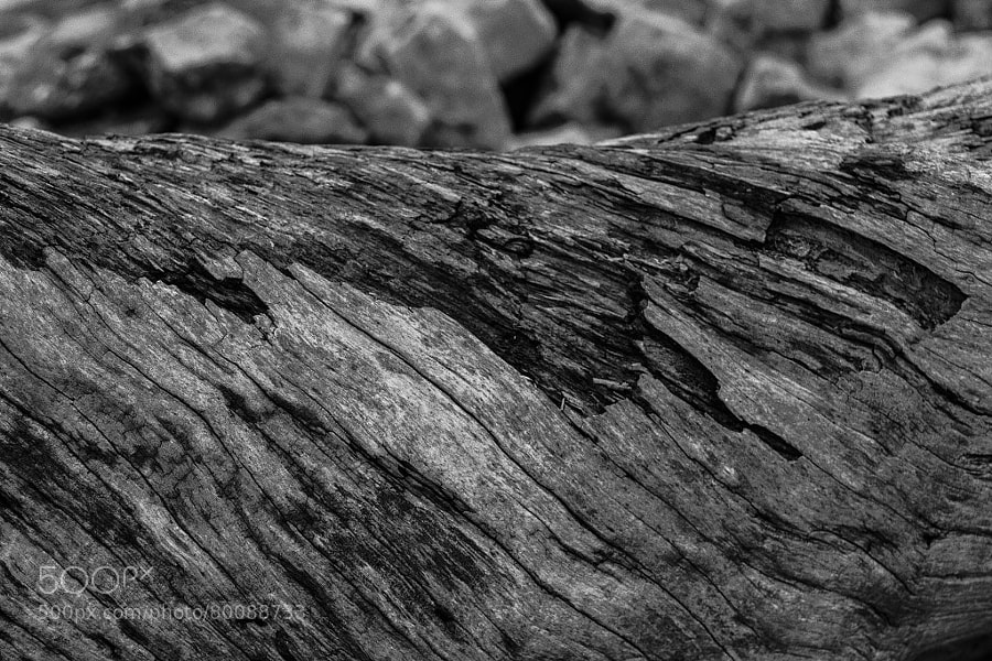 Photograph Weathered Log by Jeff Carter on 500px