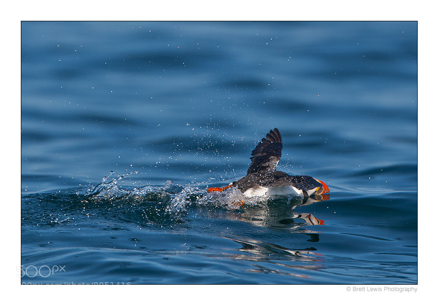Photograph Puffin's 100m Freestyle..!  by Brett Lewis on 500px