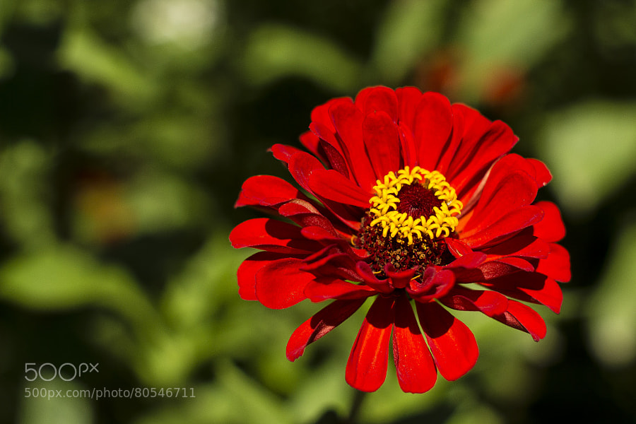 Photograph Red Zinnia by Jeff Carter on 500px