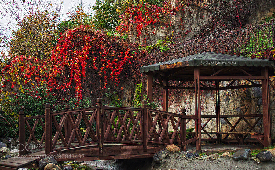 Photograph Autumn colors by Mehmet Çoban on 500px