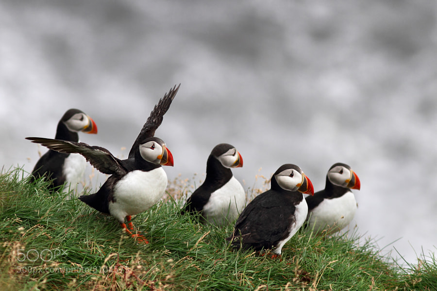 Photograph Puffins! by Marco Gaiotti on 500px