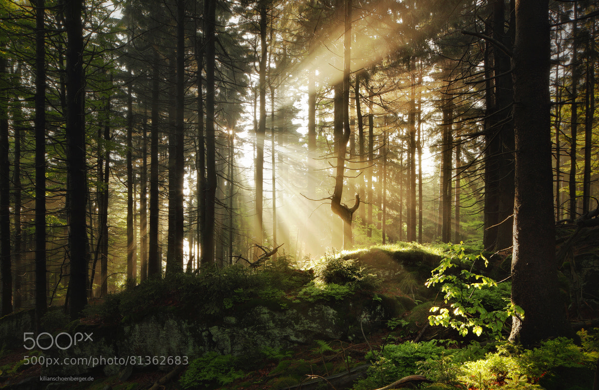 Photo Forest Light par Kilian Schönberger on 500px