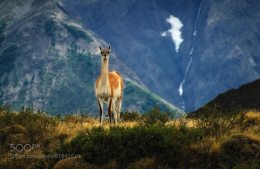 Photograph Guanaco on the ridge by Eric Schoch on 500px