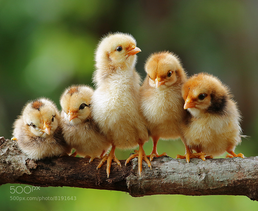 Photograph to be a leader by Prachit Punyapor on 500px