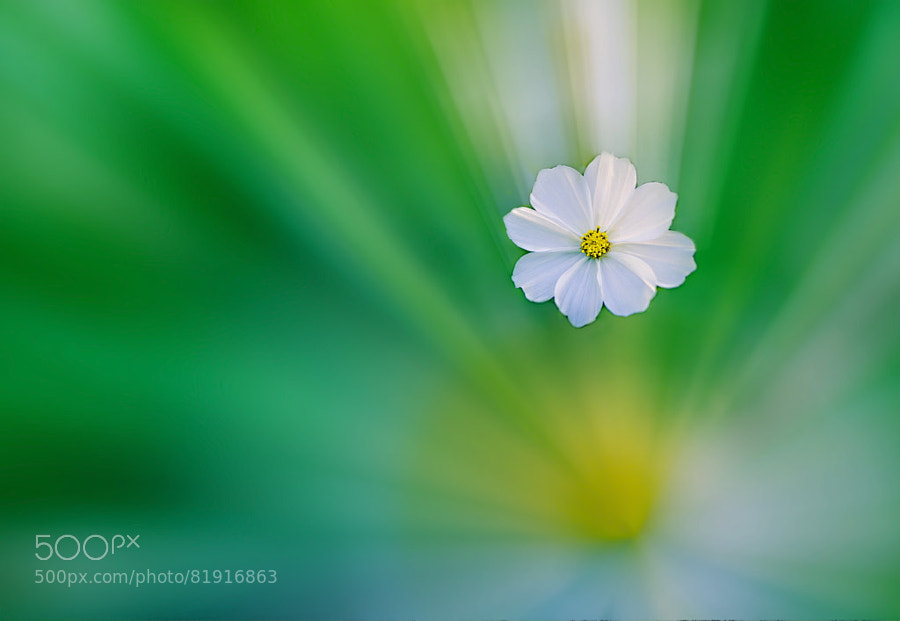 Photograph A Flower In Dream! by Aziz Nasuti on 500px