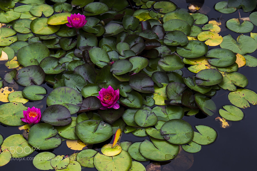 Photograph water lilies by Jeff Carter on 500px