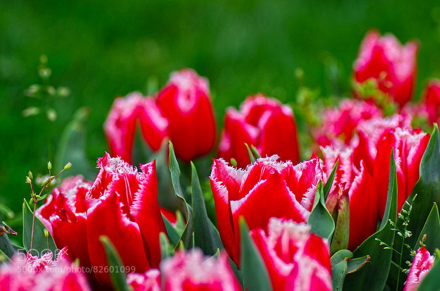 Photograph Tulip by Mehmet Çoban on 500px