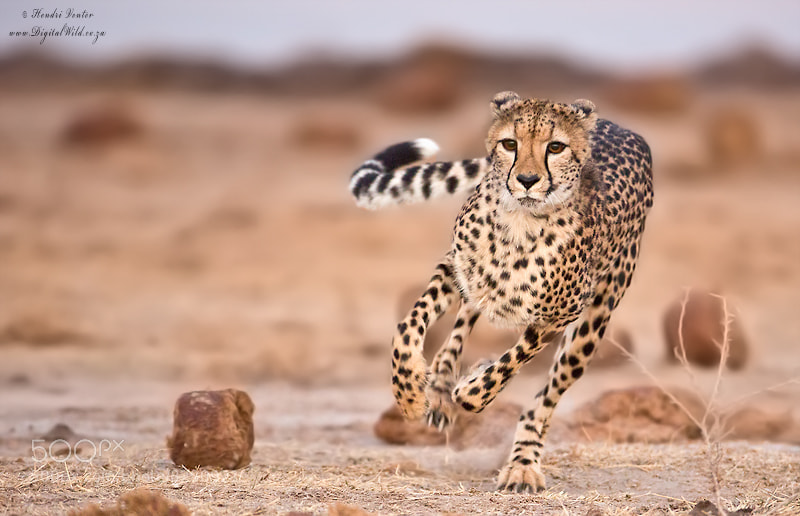 Photograph Sprinting Cheetah by Hendri Venter on 500px