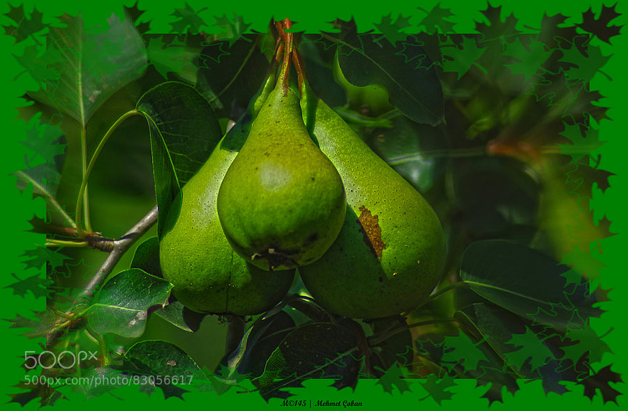 Photograph pear by Mehmet Çoban on 500px